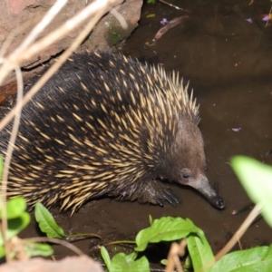 Tachyglossus aculeatus at Hackett, ACT - 22 Oct 2019