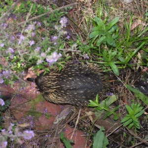 Tachyglossus aculeatus at Hackett, ACT - 22 Oct 2019