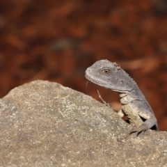 Intellagama lesueurii howittii (Gippsland Water Dragon) at ANBG - 22 Oct 2019 by TimL