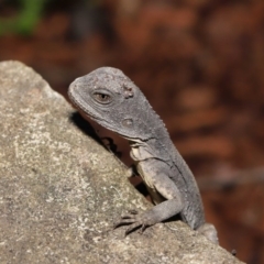 Intellagama lesueurii howittii at Acton, ACT - 22 Oct 2019 11:46 AM