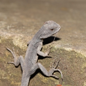 Intellagama lesueurii howittii at Acton, ACT - 22 Oct 2019 11:46 AM