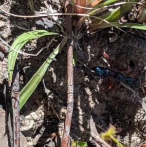 Diamma bicolor at Brindabella, NSW - 21 Oct 2019
