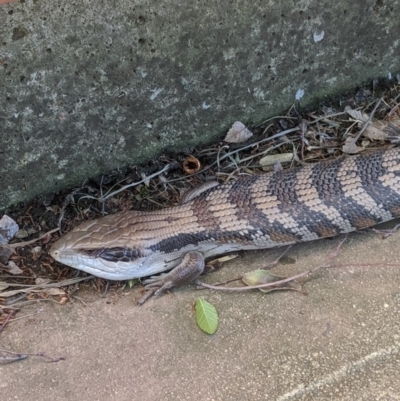 Tiliqua scincoides scincoides (Eastern Blue-tongue) at Weston, ACT - 23 Oct 2019 by mac084