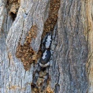 Ocrisiona leucocomis at Majura, ACT - 23 Oct 2019 12:58 PM