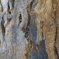 Ocrisiona leucocomis at Majura, ACT - 23 Oct 2019