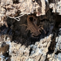 Lychas marmoreus at Majura, ACT - 23 Oct 2019 01:08 PM