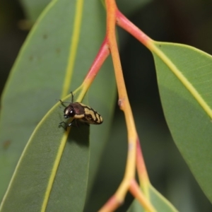 Castiarina decemmaculata at Hackett, ACT - 22 Oct 2019 11:55 AM