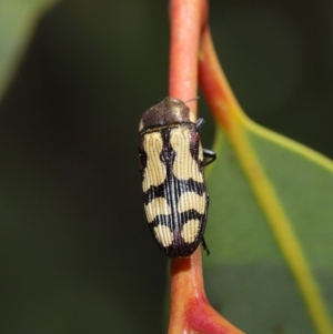 Castiarina decemmaculata at Hackett, ACT - 22 Oct 2019 11:55 AM