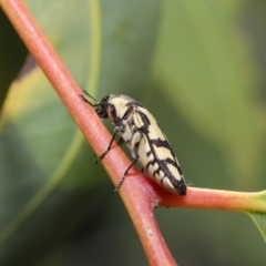 Castiarina decemmaculata at Hackett, ACT - 22 Oct 2019