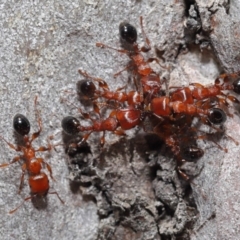 Podomyrma gratiosa at Acton, ACT - 22 Oct 2019 12:33 PM