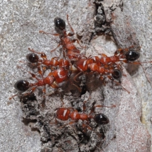 Podomyrma gratiosa at Acton, ACT - 22 Oct 2019 12:33 PM