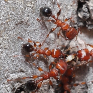 Podomyrma gratiosa at Acton, ACT - 22 Oct 2019