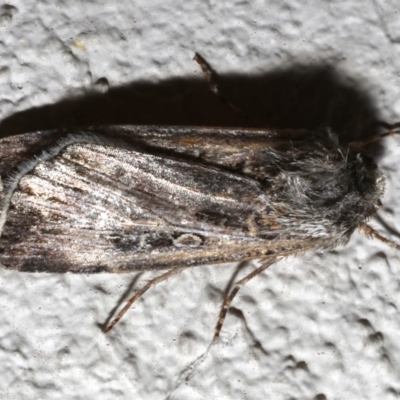 Agrotis munda (Brown Cutworm) at Ainslie, ACT - 17 Sep 2019 by jbromilow50