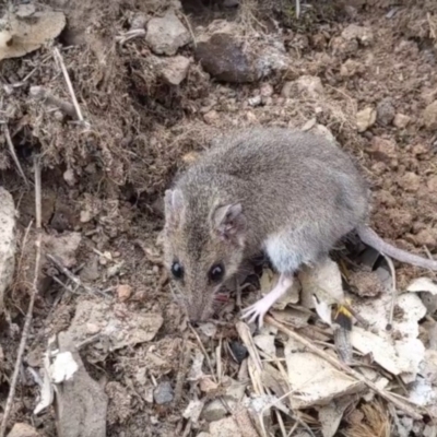 Sminthopsis murina (Common Dunnart) at Sutton, NSW - 13 Oct 2019 by S_Thompson