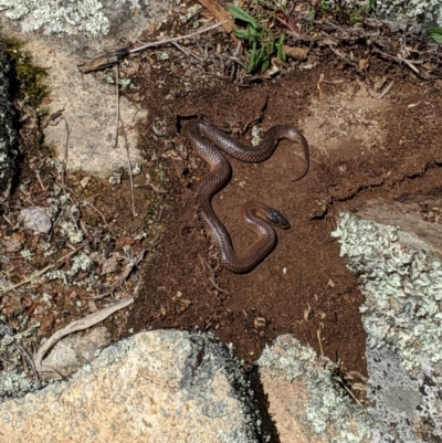 Parasuta dwyeri (Dwyer's Black-headed Snake) at Williamsdale, NSW - 17 Oct 2019 by SThompson