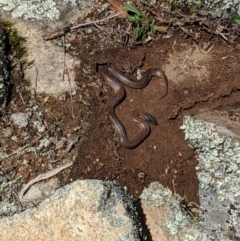 Parasuta dwyeri (Dwyer's Black-headed Snake) at Williamsdale, NSW - 16 Oct 2019 by S_Thompson