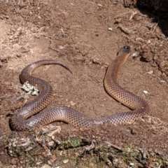 Parasuta dwyeri at Williamsdale, NSW - 17 Oct 2019 12:42 AM