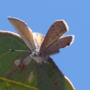 Acrodipsas myrmecophila at suppressed - 23 Oct 2019