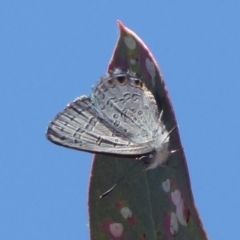 Acrodipsas myrmecophila at suppressed - 23 Oct 2019