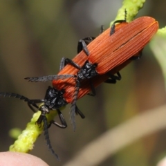 Porrostoma sp. (genus) (Lycid, Net-winged beetle) at Acton, ACT - 22 Oct 2019 by TimL