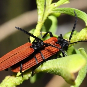 Porrostoma sp. (genus) at Acton, ACT - 22 Oct 2019