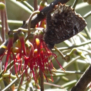 Ogyris amaryllis at Dunlop, ACT - 22 Oct 2019 01:22 PM