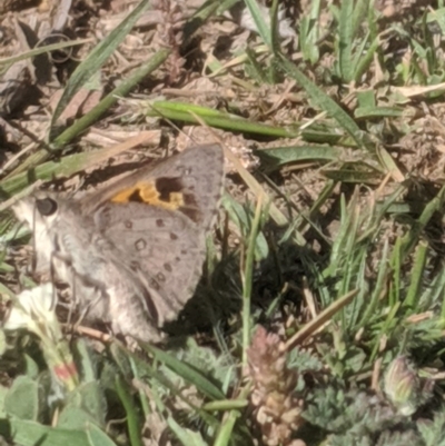 Trapezites phigalia (Heath Ochre) at Lake George, NSW - 23 Oct 2019 by MPennay