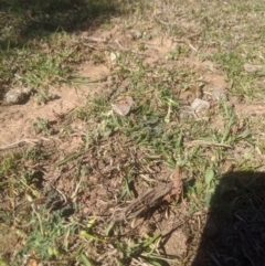 Trapezites phigalia at Lake George, NSW - 23 Oct 2019