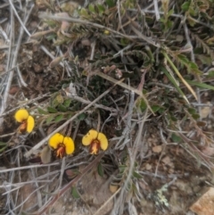 Bossiaea buxifolia (Matted Bossiaea) at Gundaroo, NSW - 14 Oct 2019 by MPennay