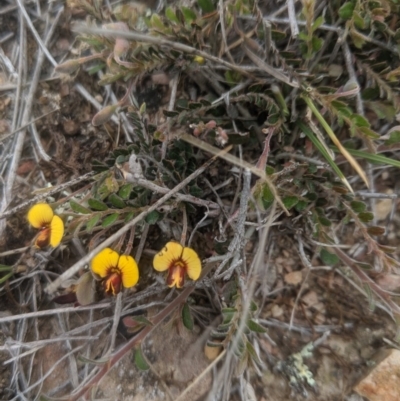 Bossiaea buxifolia (Matted Bossiaea) at Gundaroo, NSW - 14 Oct 2019 by MPennay