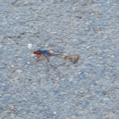 Lissopimpla excelsa (Orchid dupe wasp, Dusky-winged Ichneumonid) at Garran, ACT - 23 Oct 2019 by Garranoshc