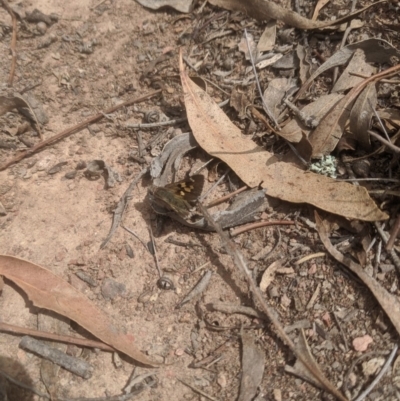 Trapezites phigalia (Heath Ochre) at Gundaroo, NSW - 14 Oct 2019 by MPennay