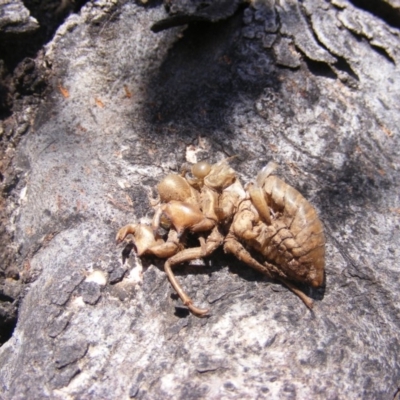 Psaltoda moerens (Redeye cicada) at Majura, ACT - 23 Oct 2019 by MichaelMulvaney