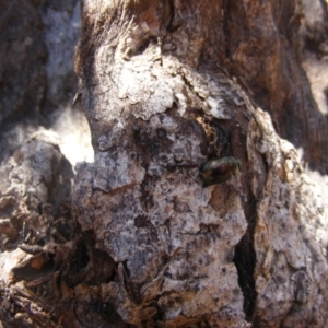 Papyrius nitidus at Majura, ACT - 23 Oct 2019