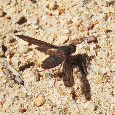 Comptosia insignis (A bee fly) at Paddys River, ACT - 23 Oct 2019 by JohnBundock