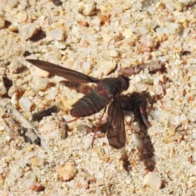 Comptosia insignis (A bee fly) at Tidbinbilla Nature Reserve - 22 Oct 2019 by JohnBundock