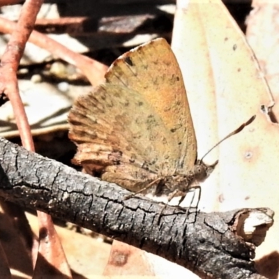 Paralucia aurifera (Bright Copper) at Paddys River, ACT - 23 Oct 2019 by JohnBundock