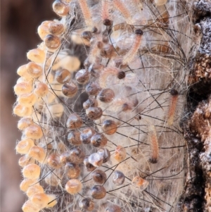 Anestia (genus) at Kambah, ACT - 23 Oct 2019