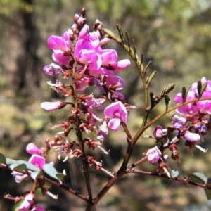 Indigofera australis subsp. australis at Paddys River, ACT - 23 Oct 2019