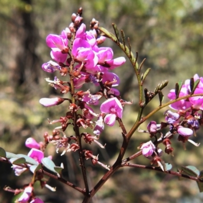 Indigofera australis subsp. australis (Australian Indigo) at Paddys River, ACT - 23 Oct 2019 by JohnBundock