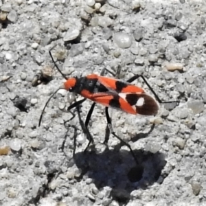 Melanerythrus mactans at Paddys River, ACT - 23 Oct 2019