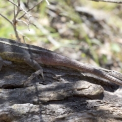 Diporiphora nobbi (Nobbi Dragon) at Wee Jasper, NSW - 23 Oct 2019 by JudithRoach