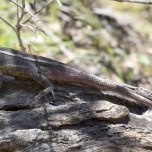 Diporiphora nobbi at Wee Jasper, NSW - 23 Oct 2019 12:47 PM