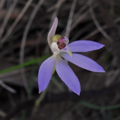 Caladenia fuscata (Dusky Fingers) at Gibraltar Pines - 23 Oct 2019 by JohnBundock