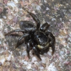 Salticidae sp. 'Golden palps' (Unidentified jumping spider) at Wee Jasper, NSW - 23 Oct 2019 by JudithRoach