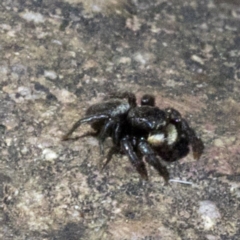 Salticidae sp. 'Golden palps' at Wee Jasper, NSW - 23 Oct 2019