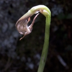 Pterostylis sp. (A Greenhood) at Wee Jasper Nature Reserve - 23 Oct 2019 by JudithRoach