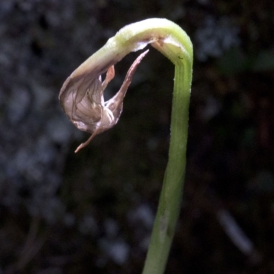 Pterostylis sp. (A Greenhood) at Wee Jasper Nature Reserve - 23 Oct 2019 by JudithRoach