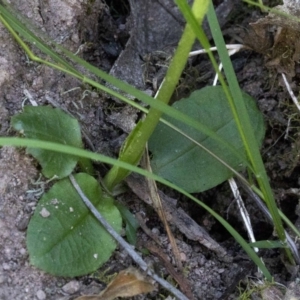 Pterostylis sp. at Wee Jasper, NSW - suppressed