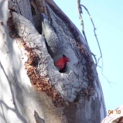 Callocephalon fimbriatum (Gang-gang Cockatoo) at Deakin, ACT - 4 Oct 2019 by TomT